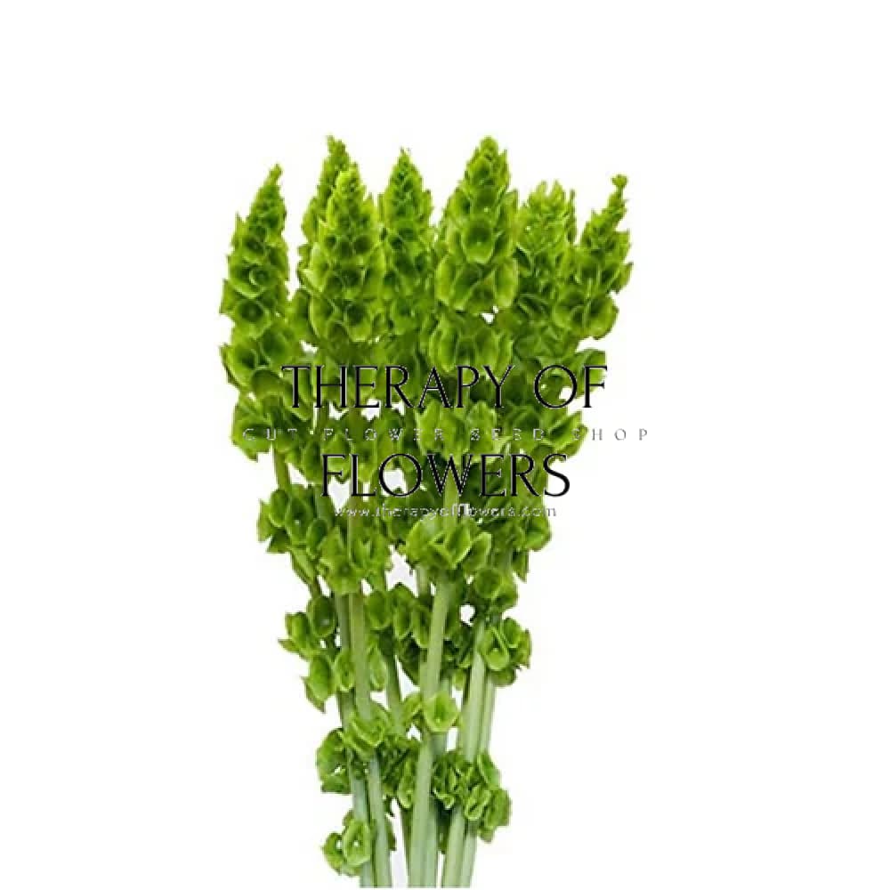 Bells of Ireland Moluccella laevis therapyofflowers.com