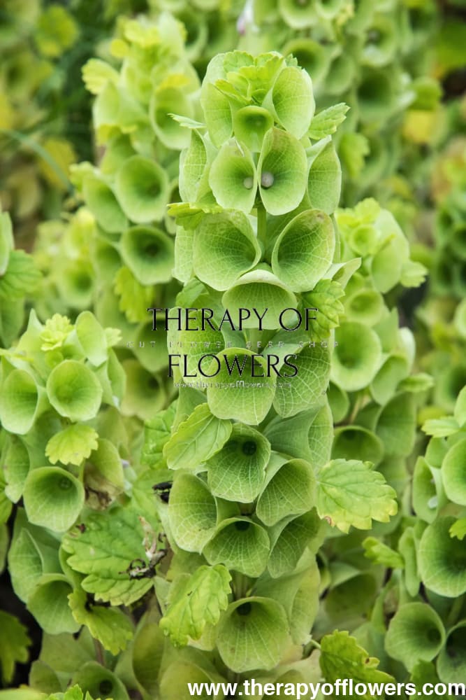 Bells of Ireland Moluccella laevis therapyofflowers.com