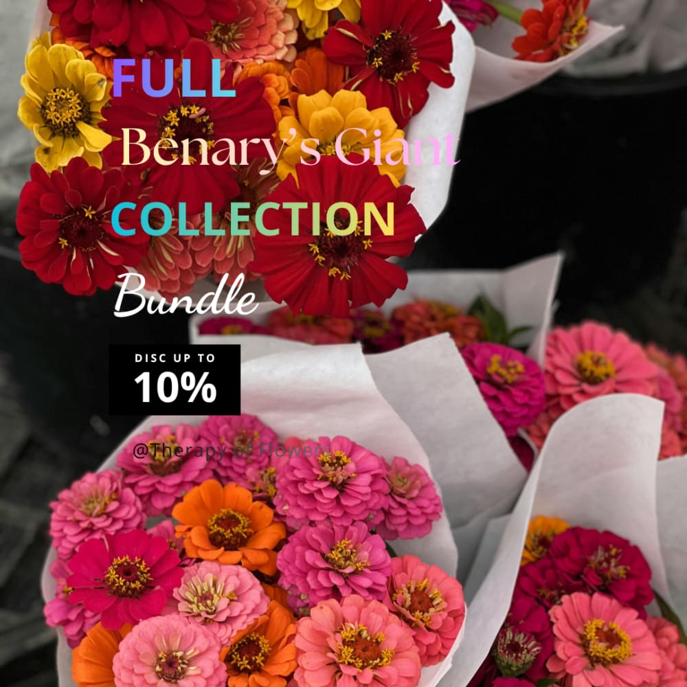 Buy the full Zinnia elegans ‘Benary’s Giant’ Collection – 12 Seed Packs – and Save 10% therapyofflowers.com