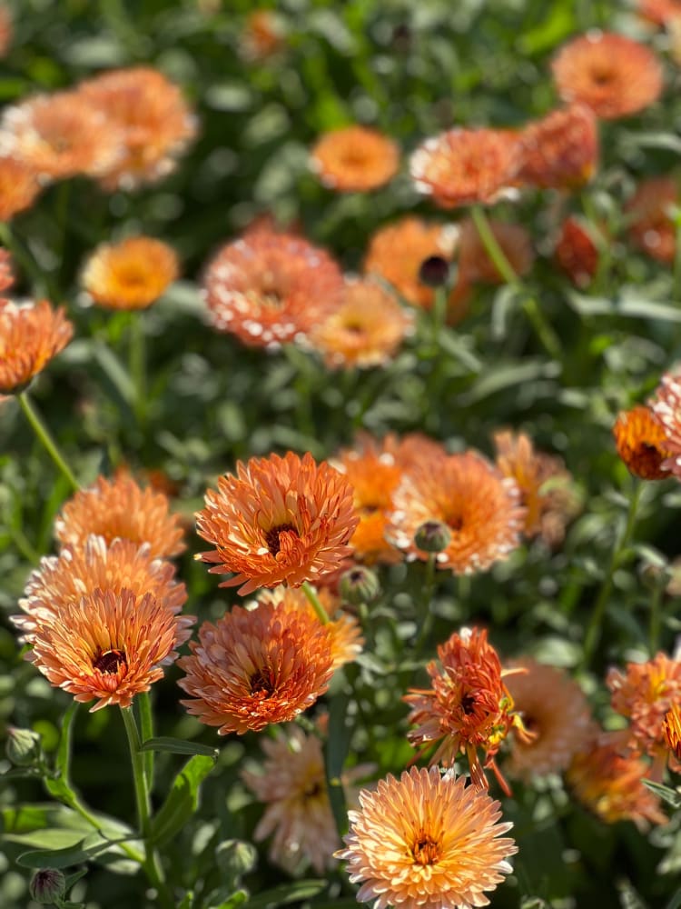 Calendula officinalis Orange Flash therapyofflowers.com