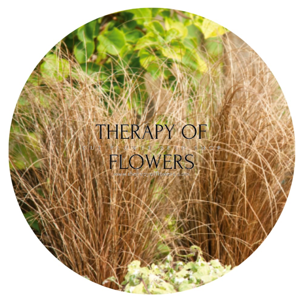 Carex comans Zora | New Zealand Hairy Sedge therapyofflowers.com