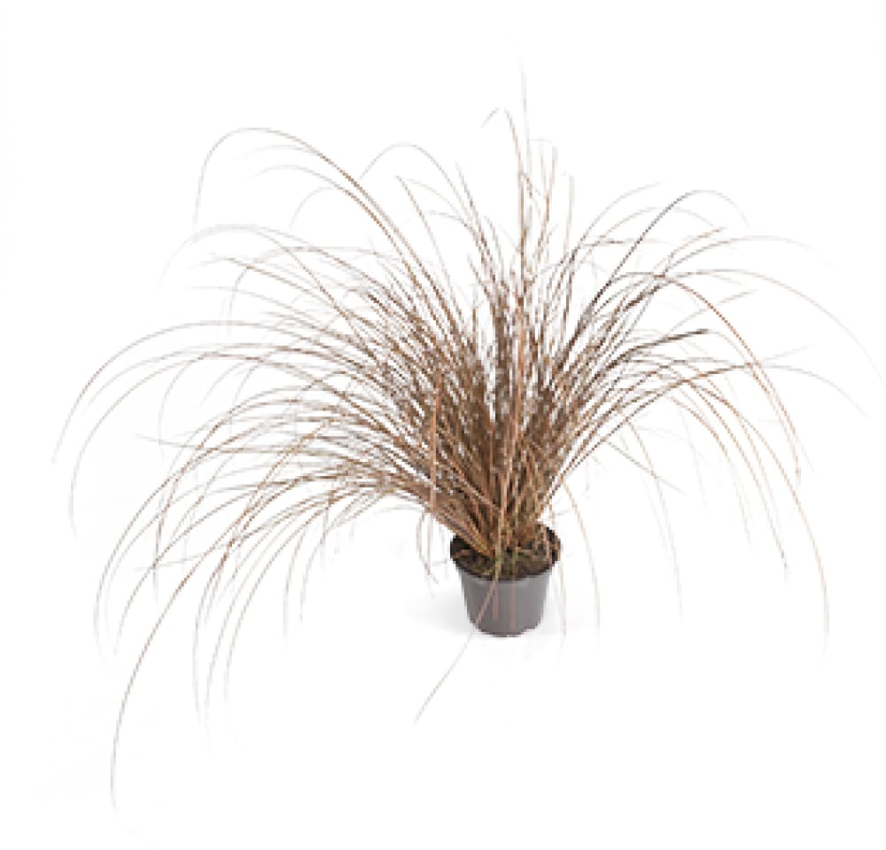 Carex comans ‘Zora’ | New Zealand Hairy Sedge therapyofflowers.com