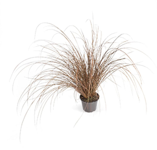 Carex comans ‘Zora’ | New Zealand Hairy Sedge therapyofflowers.com