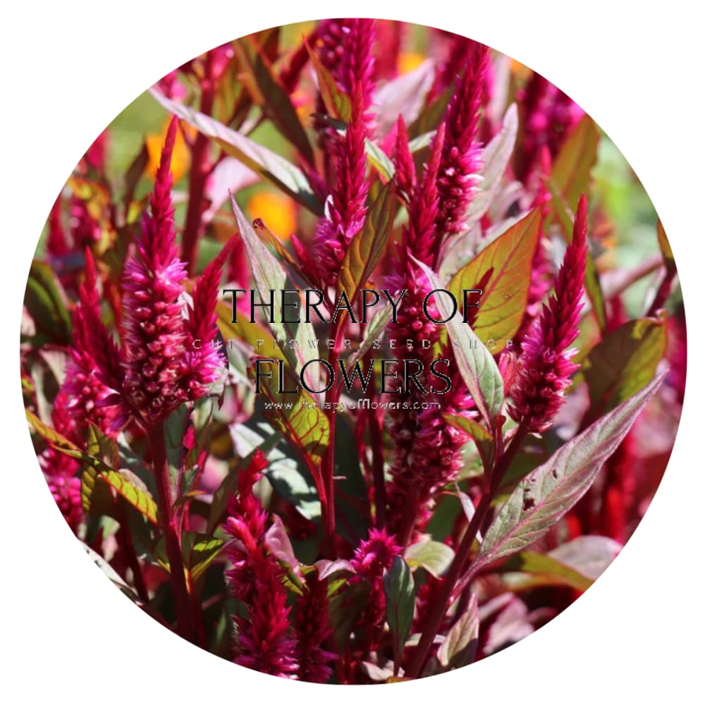 Celosia argentea var. plumosa Forest Fire | Feather Celosia | Tall therapyofflowers.com