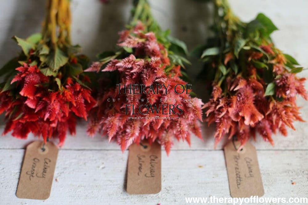 Celosia spicata Celway Orange.