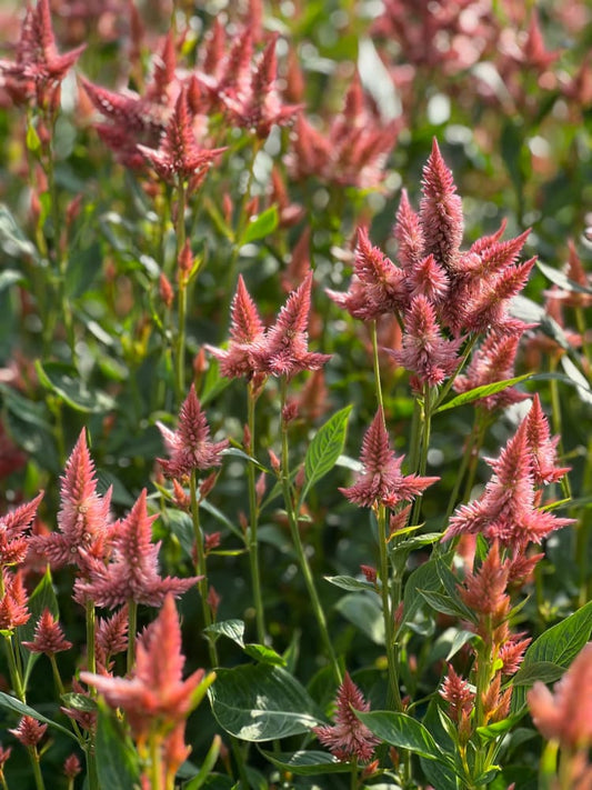 Celosia spicata Celway Salmon therapyofflowers.com