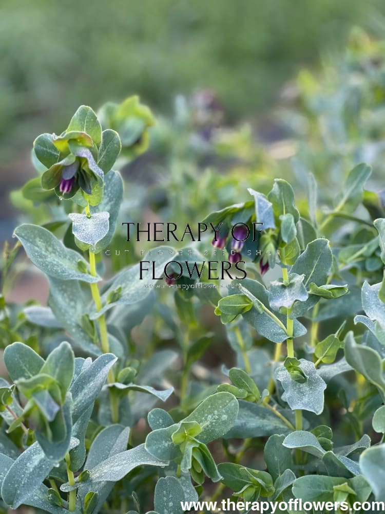 Cerinthe major purpurascens Kiwi Blue | Honeywort therapyofflowers.com