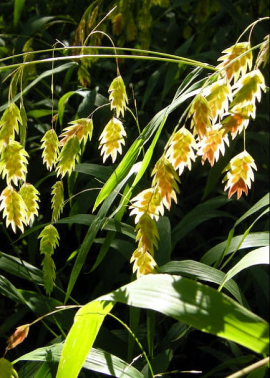 Chasmanthium latifolium Green Dangles | Spangle Grass |  Sea Oats therapyofflowers.com