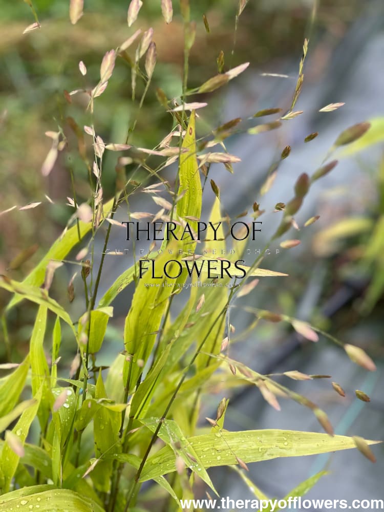 Chasmanthium latifolium Green Dangles | Spangle Grass | Sea Oats therapyofflowers.com