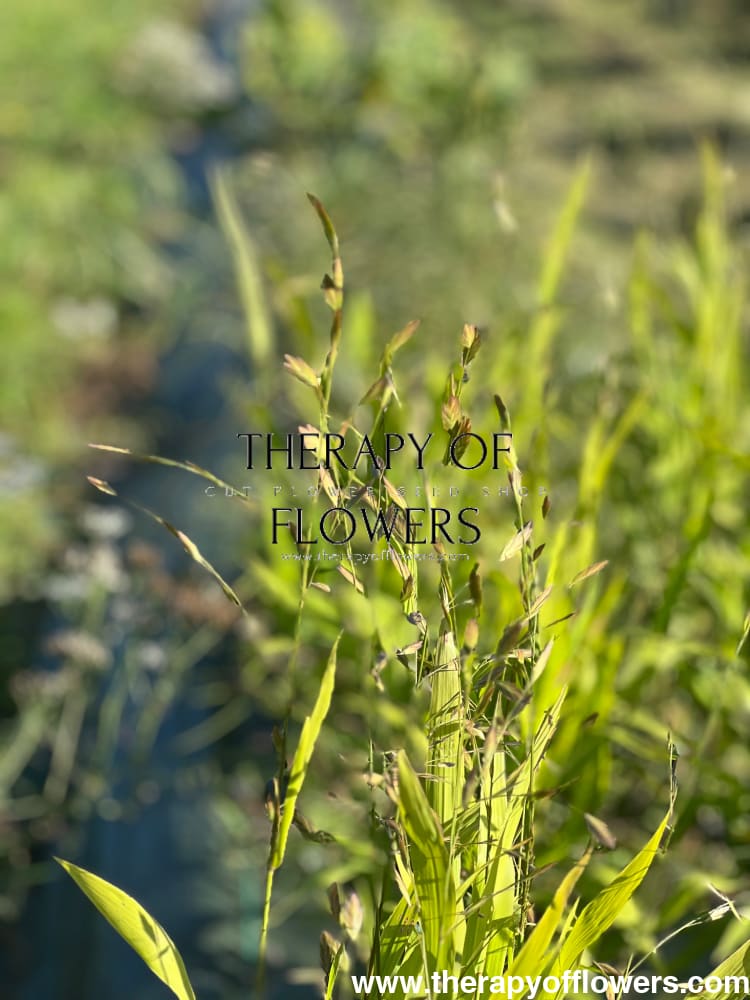 Chasmanthium latifolium Green Dangles | Spangle Grass | Sea Oats therapyofflowers.com