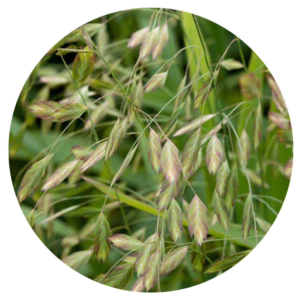 Chasmanthium latifolium Green Dangles | Spangle Grass | Sea Oats therapyofflowers.com