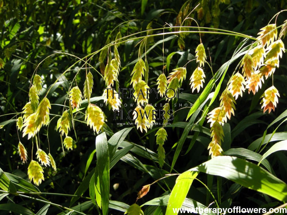 Chasmanthium latifolium Green Dangles | Spangle Grass | Sea Oats therapyofflowers.com