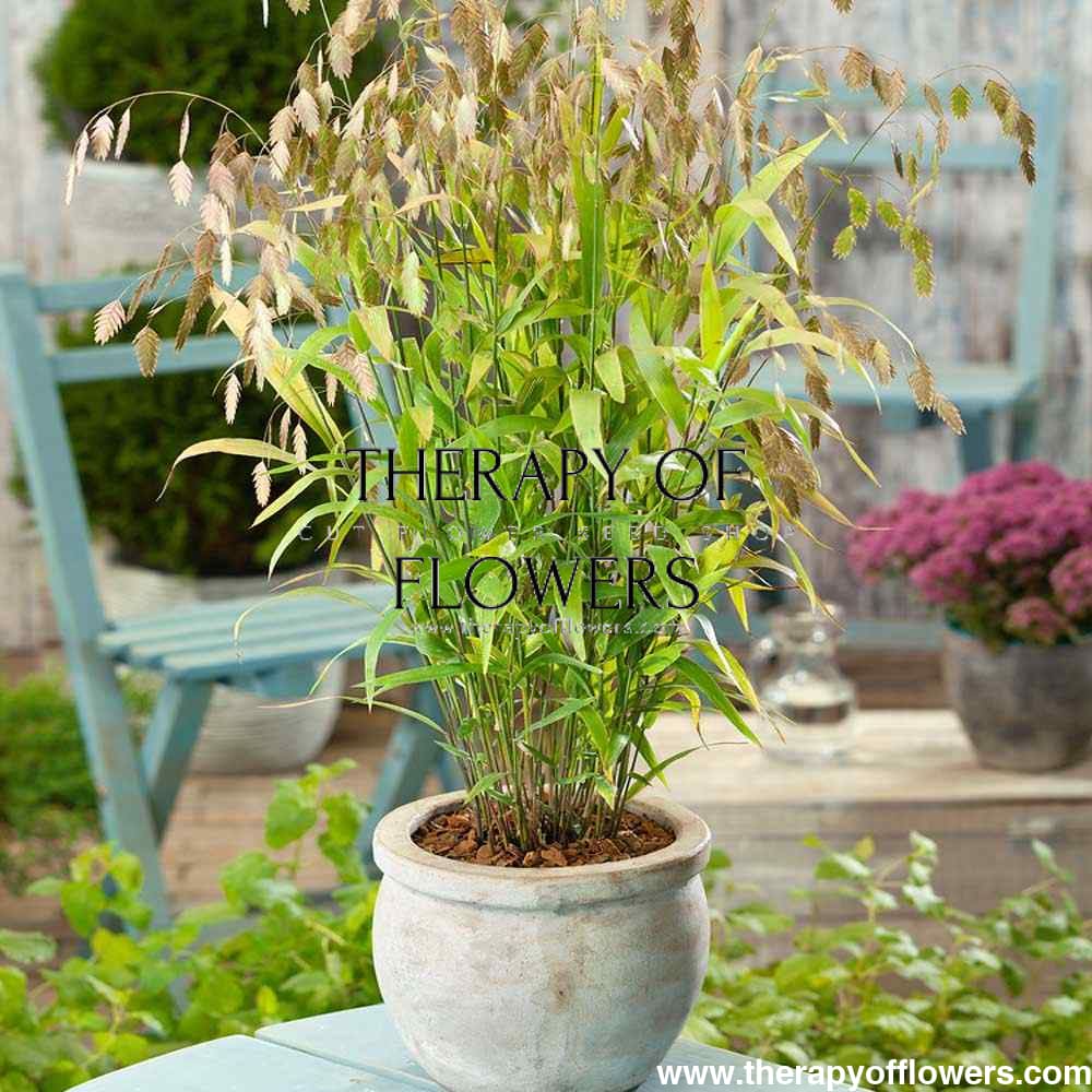 Chasmanthium latifolium Green Dangles | Spangle Grass | Sea Oats therapyofflowers.com