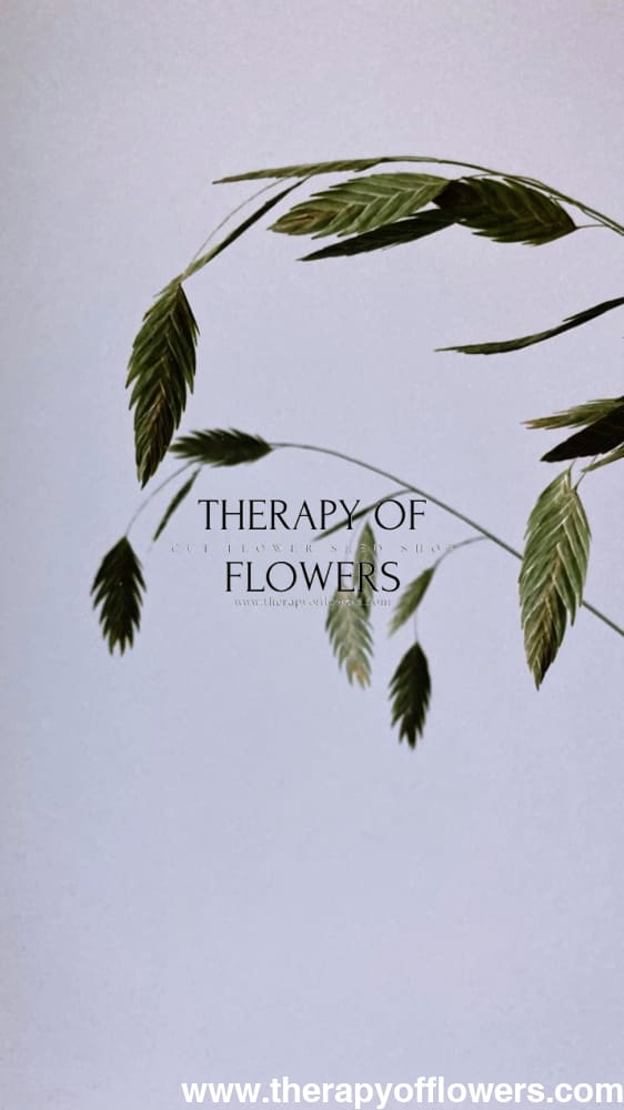 Chasmanthium latifolium Green Dangles | Spangle Grass | Sea Oats therapyofflowers.com