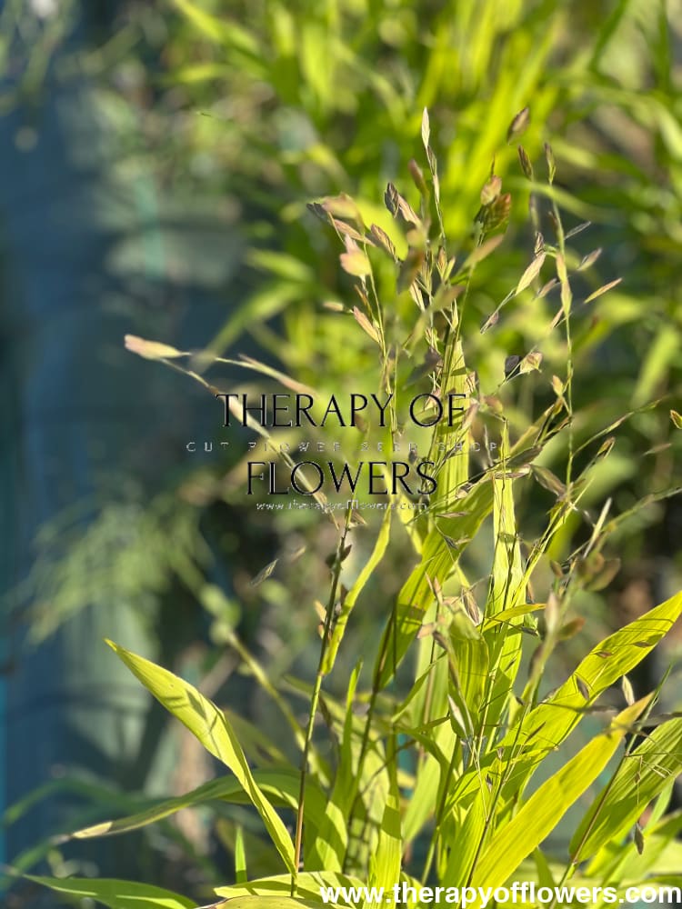 Chasmanthium latifolium Green Dangles | Spangle Grass | Sea Oats therapyofflowers.com