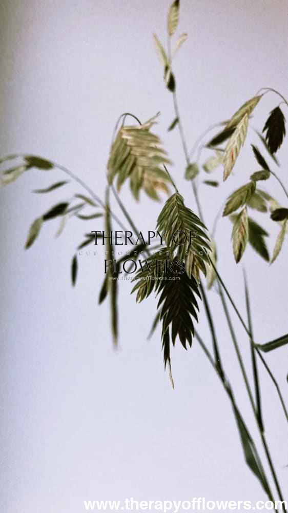 Chasmanthium latifolium Green Dangles | Spangle Grass | Sea Oats therapyofflowers.com