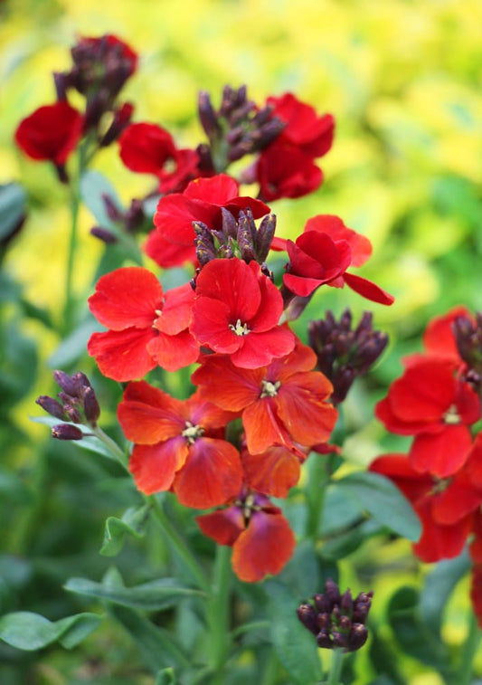 Cheiranthus cheiri Fire King | Erysimum cheiri | Wallflower therapyofflowers.com