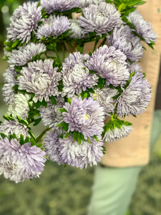 China Aster Chrisantella Lilac Mist | Callistephus chinensis - 30 seeds / 60-80 cm / Lilac Shades - Seeds