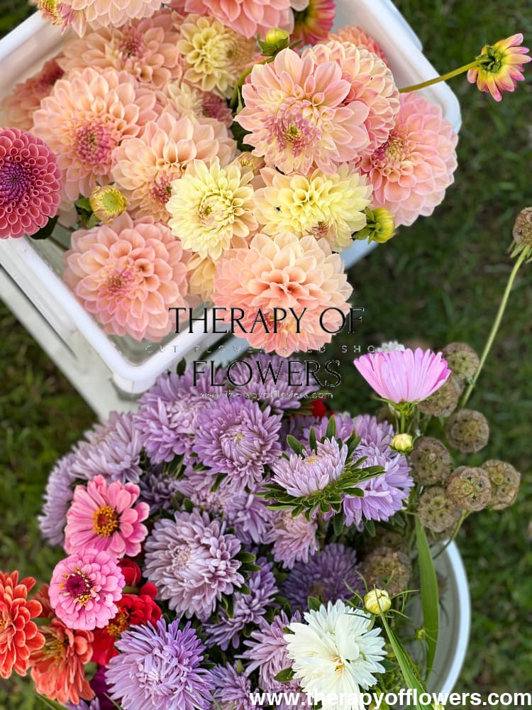 China Aster Chrisantella Lilac Mist | Callistephus chinensis - 30 seeds / 60-80 cm / Lilac Shades - Seeds