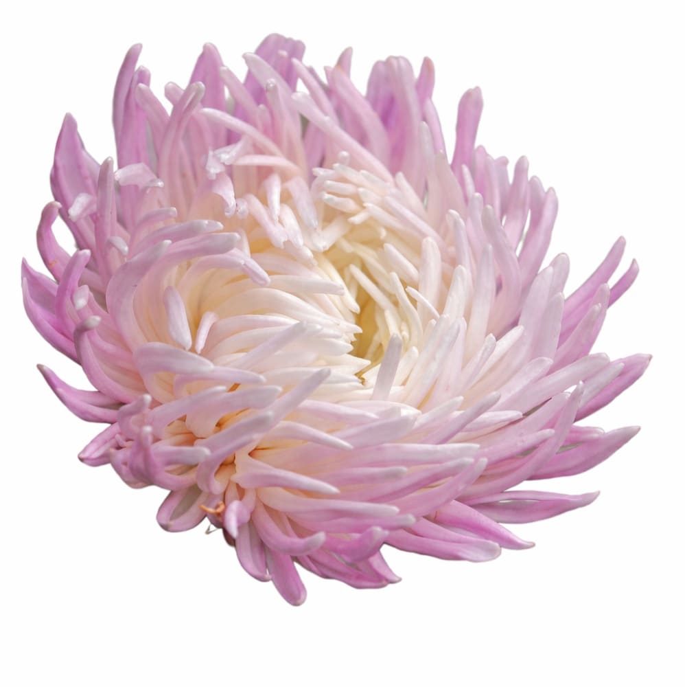 China Aster Dragon Rose Frost | Callistephus chinensis therapyofflowers.com