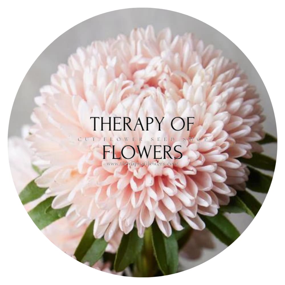 Aster Lady Coral® Chamois