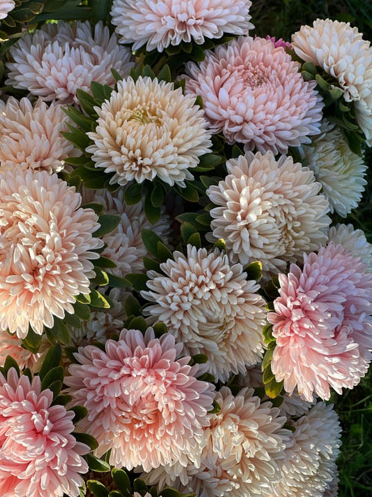 Aster Lady Coral® Chamois.