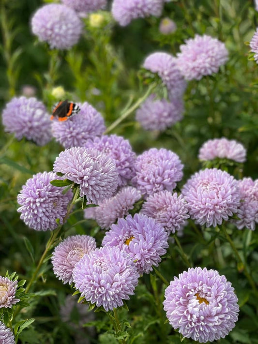 Aster Lady Coral® Lavender | Callistephus chinensis therapyofflowers.com