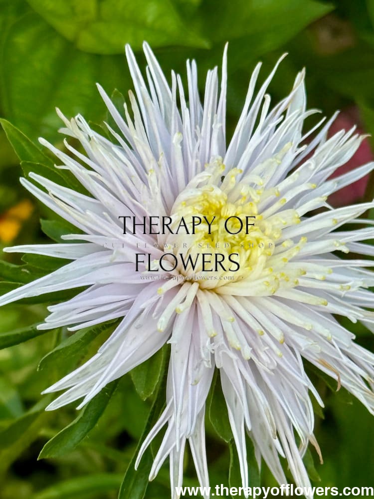 Aster Sea Starlet Light Blue therapyofflowers.com