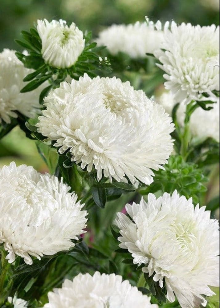 Callistephus chinensis