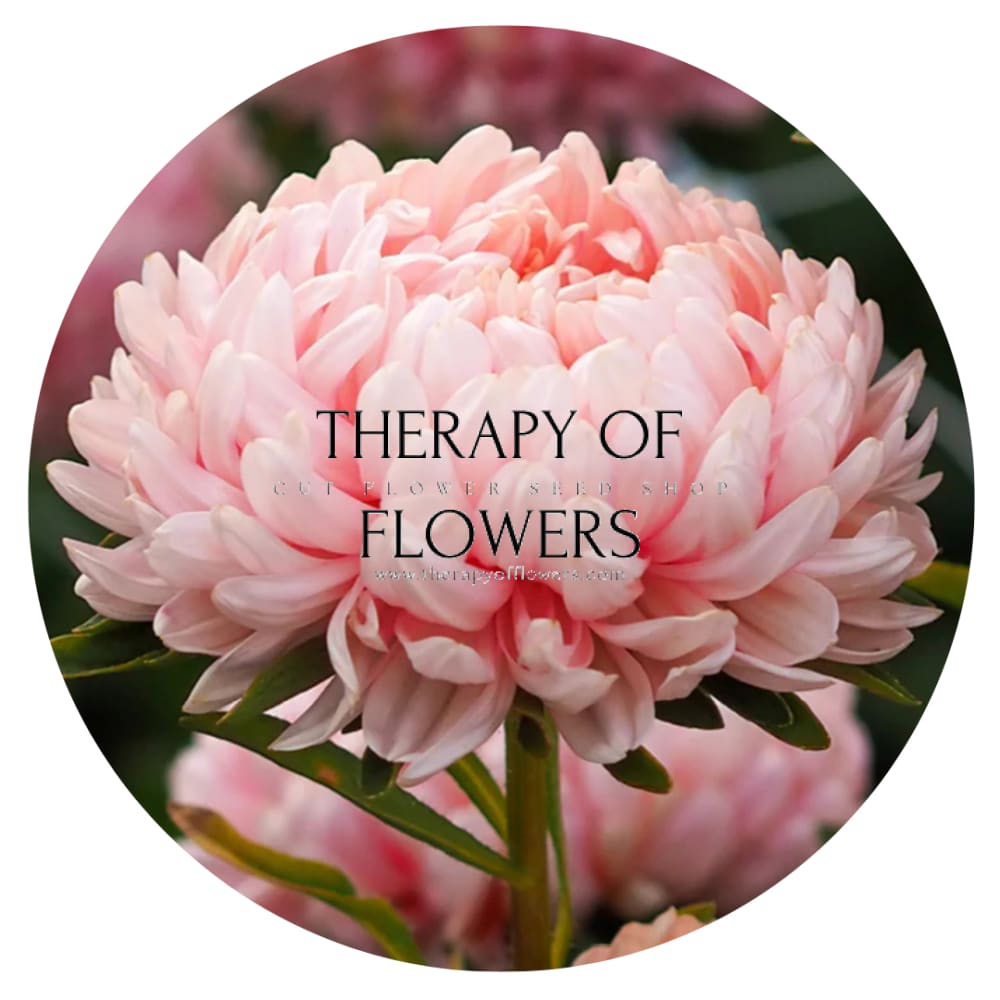 Aster Tower Chamois therapyofflowers.com