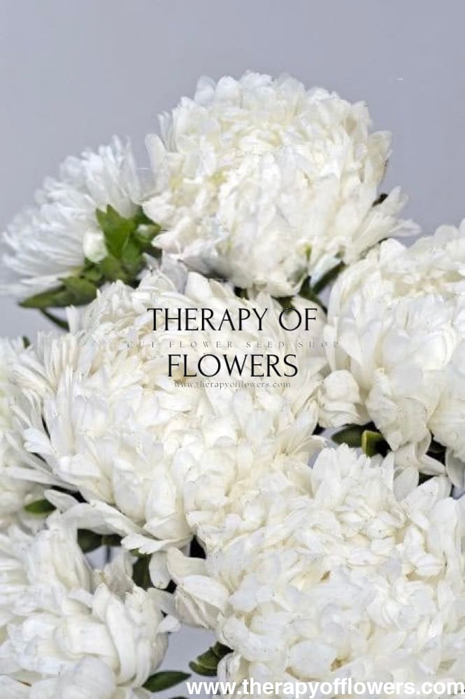 China Aster Tower White | Callistephus chinensis | Peony-Type Aster therapyofflowers.com