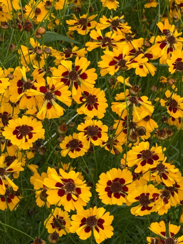 Coreopsis tinctoria Golden Roulette | Tickseed - 1 gram / 60 - 80 cm - seeds