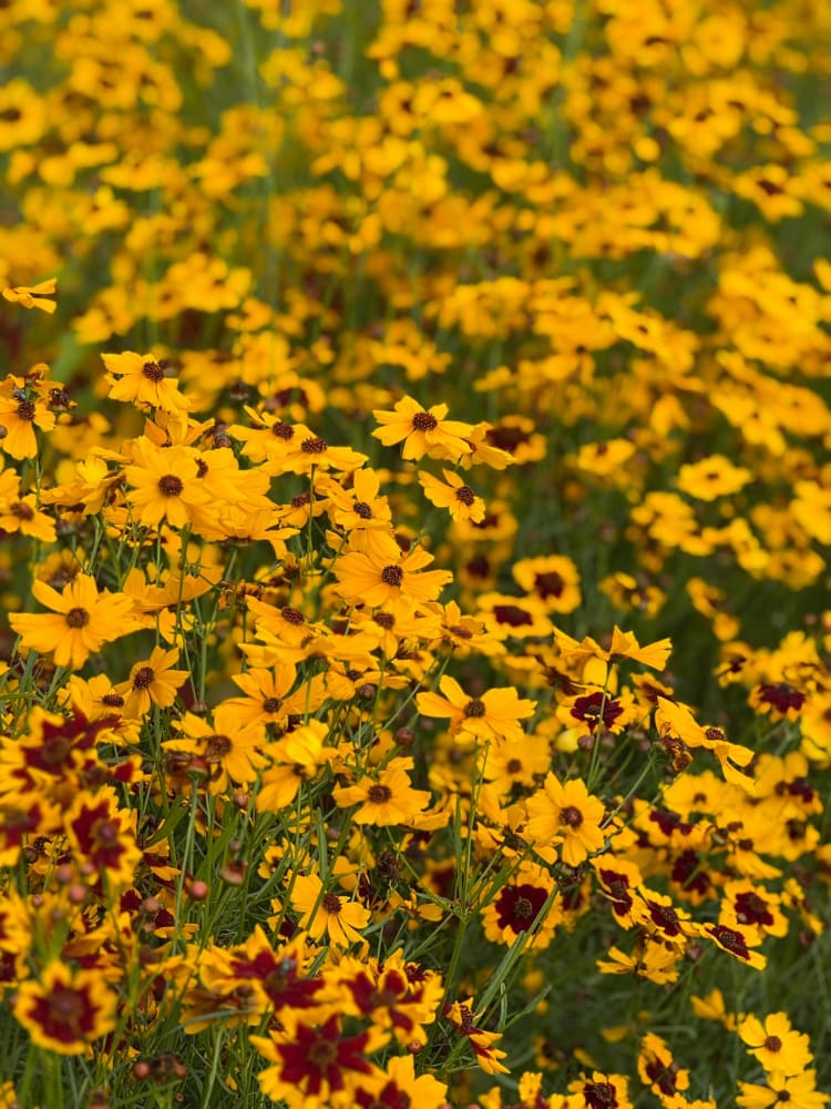 Coreopsis tinctoria Golden Roulette | Tickseed - 1 gram / 60 - 80 cm - seeds