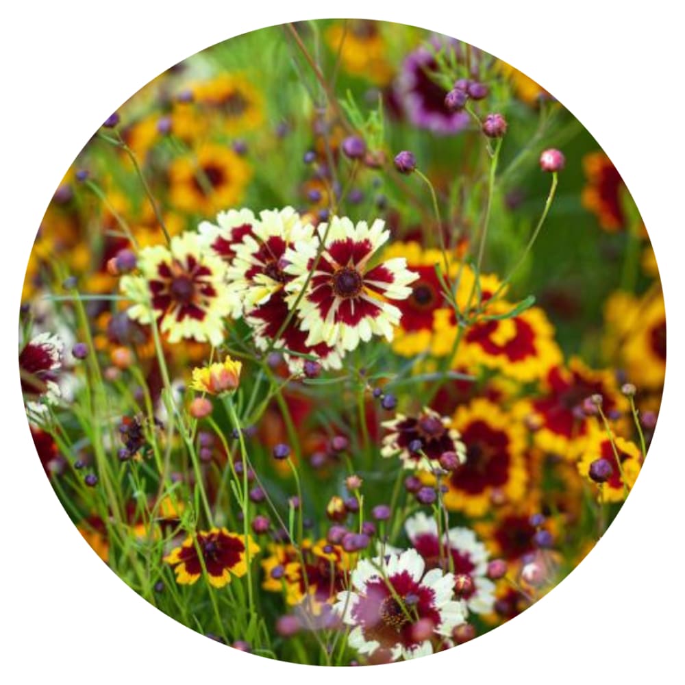 Coreopsis x hybrida Incredible! Tall Mix