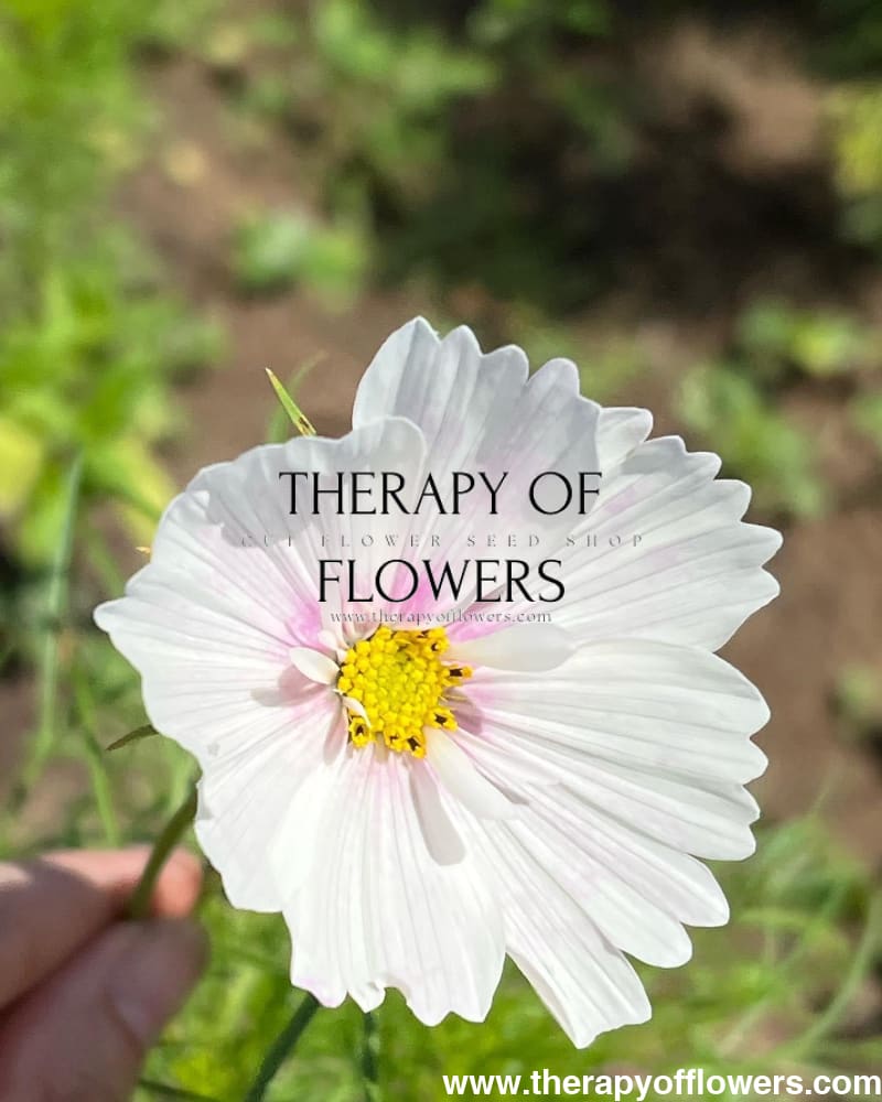 Cosmos bipinnatus Cupcakes Blush therapyofflowers.com