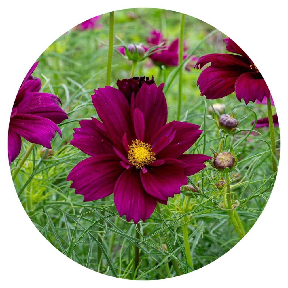 Cosmos bipinnatus Fandango therapyofflowers.com