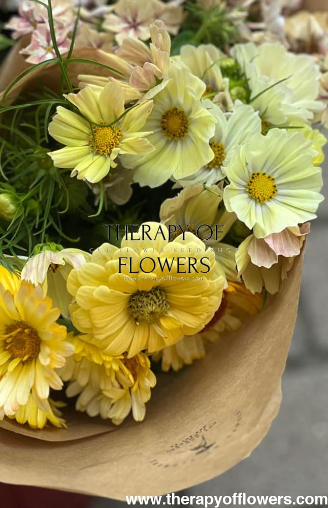 Cosmos bipinnatus Kiiro, Zinnia 'Isabellina' Zinnia elegans