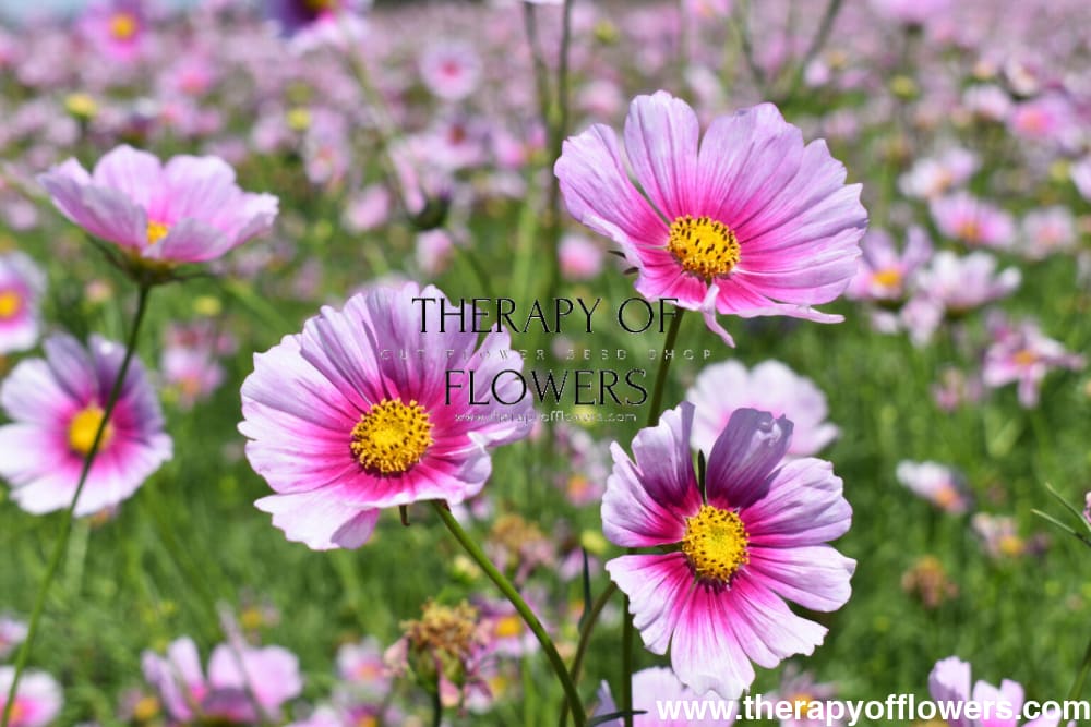 Cosmos bipinnatus Sensation Day Dream | Palest pink blooms therapyofflowers.com