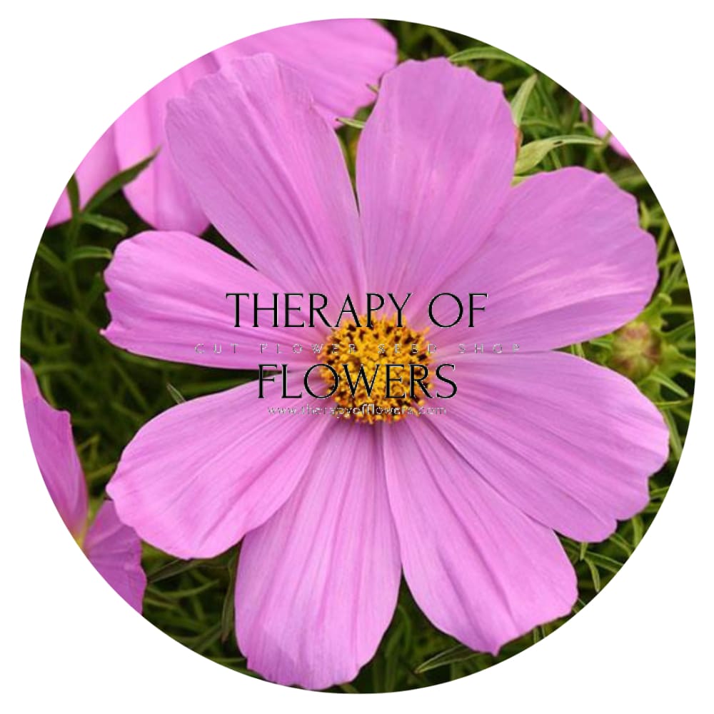 Cosmos bipinnatus Sonata Pink therapyofflowers.com