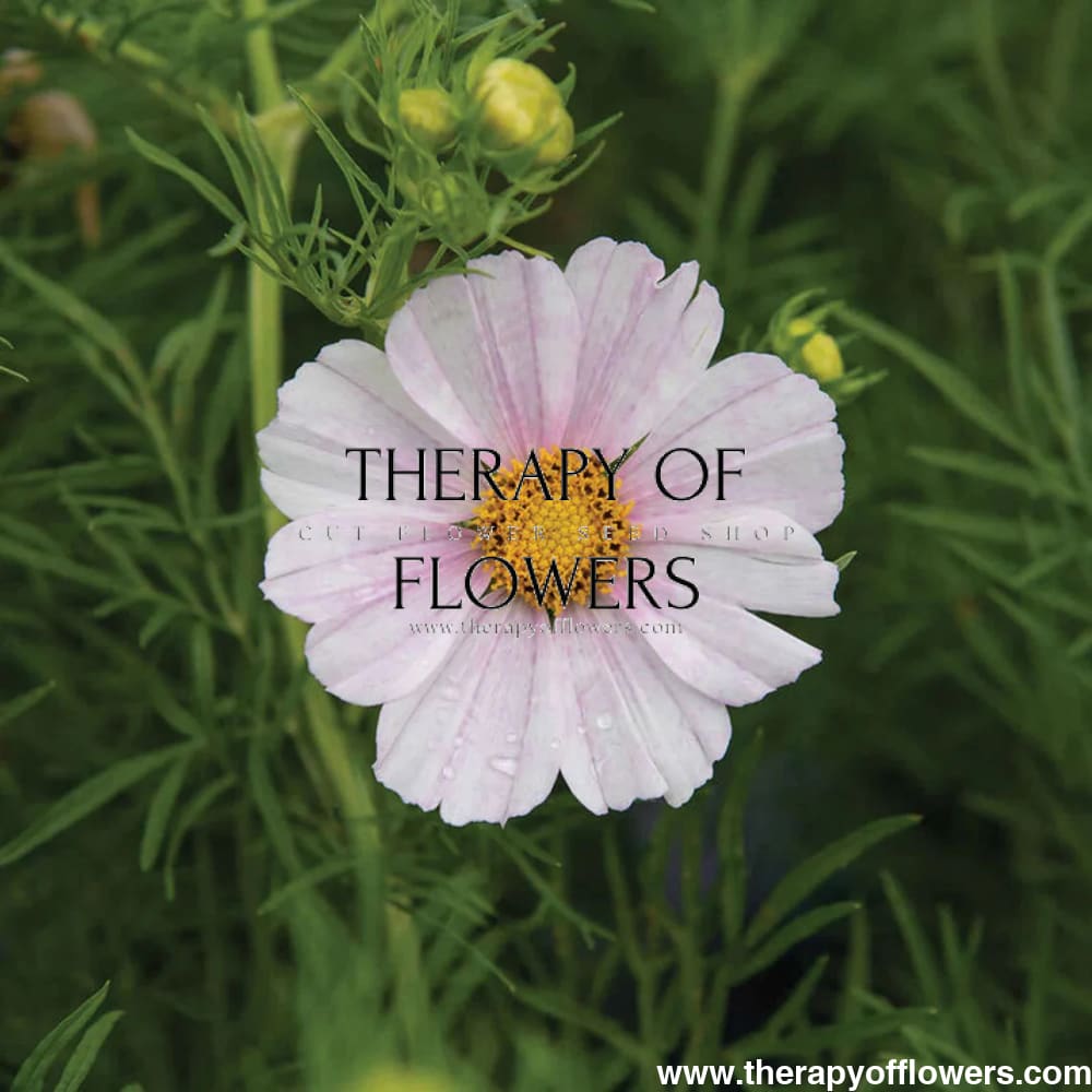 Cosmos bipinnatus Tetra Flush | White with rose blush therapyofflowers.com
