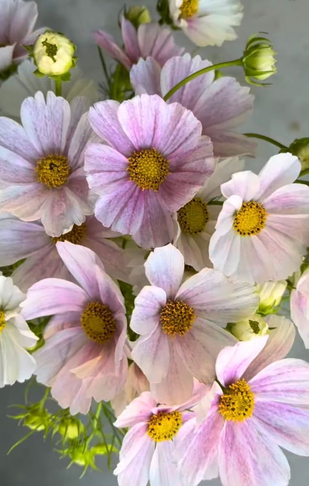 Cosmos bipinnatus Tetra Flush | White with rose blush therapyofflowers.com