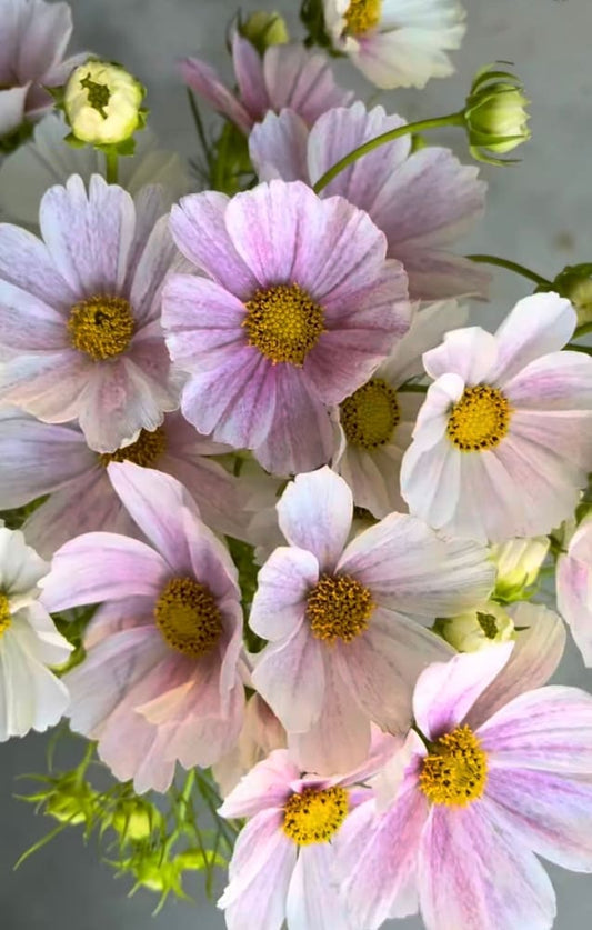 Cosmos bipinnatus Tetra Flush | White with rose blush therapyofflowers.com