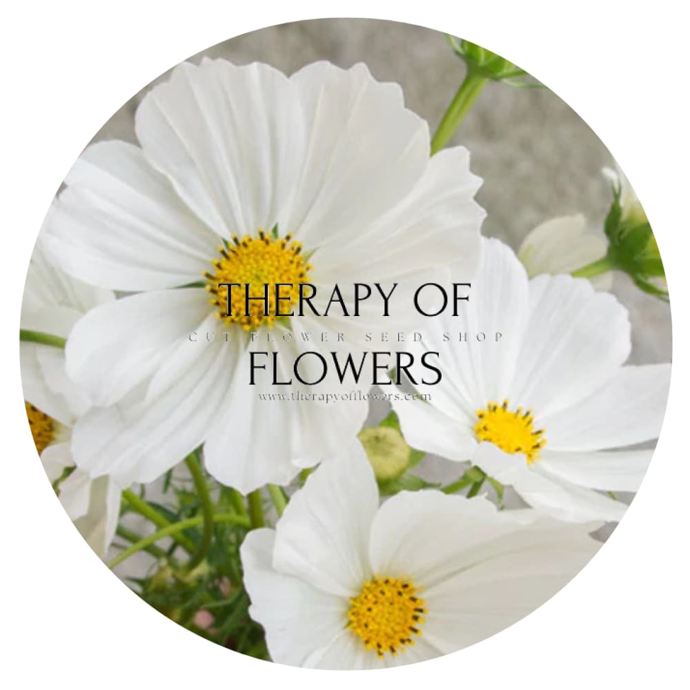 Cosmos bipinnatus Versailles White | Cut flower Cosmos therapyofflowers.com