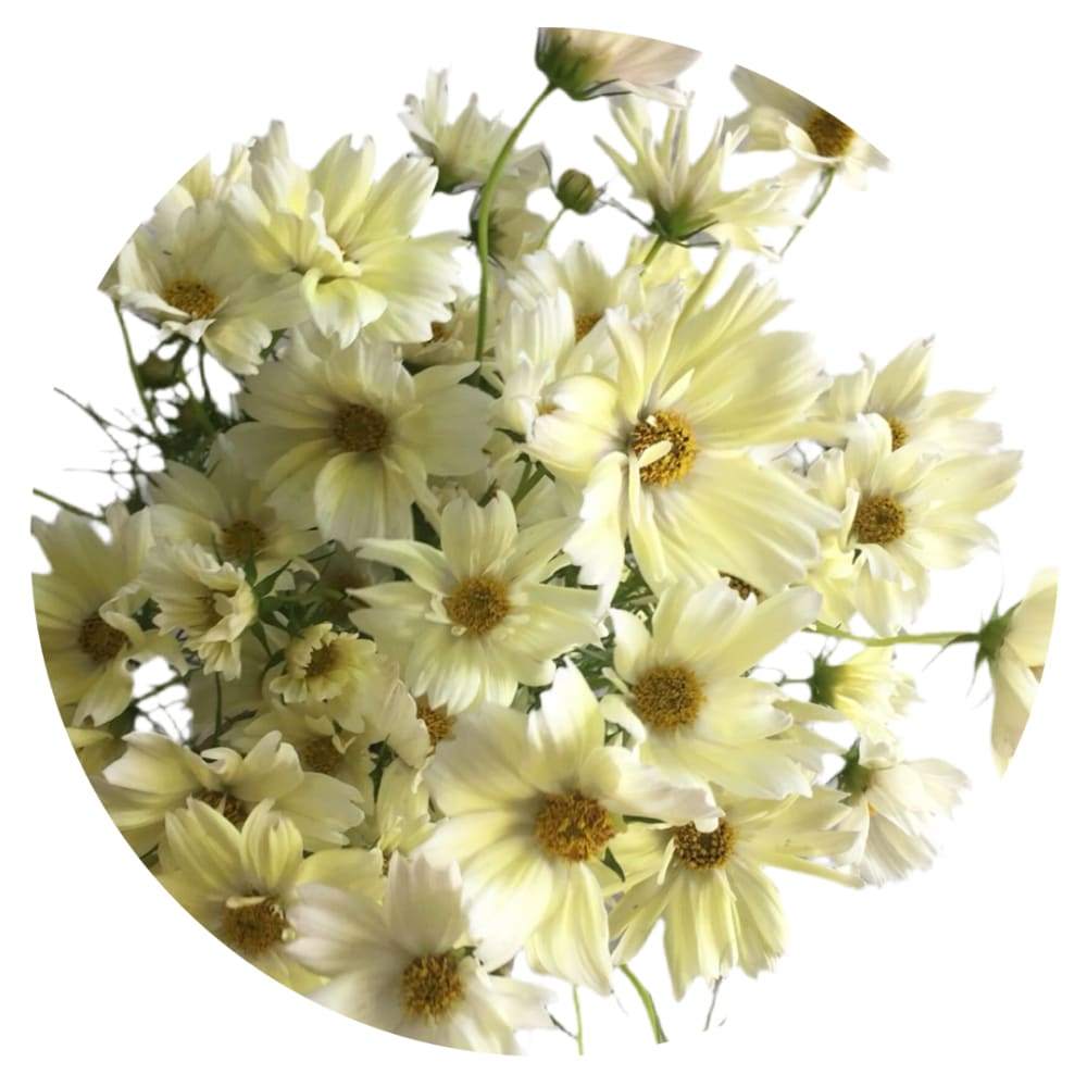 Cosmos bipinnatus Xanthos - 20 seeds / 60.-80 cm - Seeds