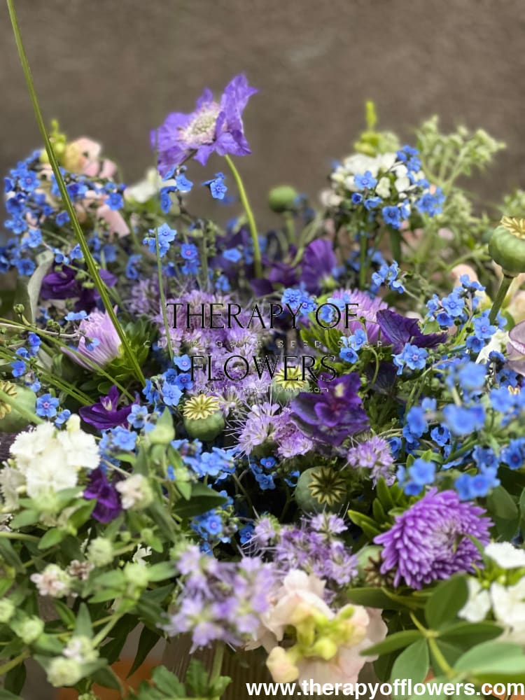 Cynoglossum amabile Firmament | Chinese Forget-me-not therapyofflowers.com