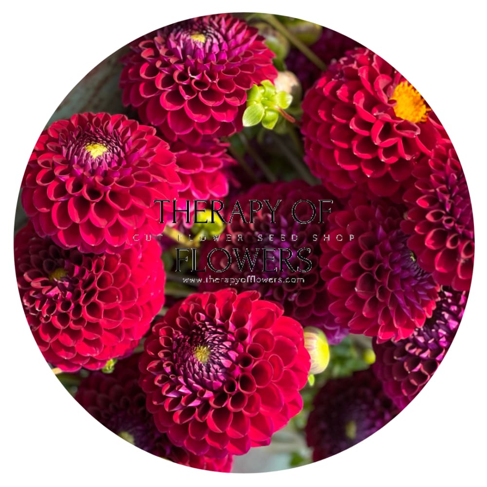 Dahlia Babette therapyofflowers.com