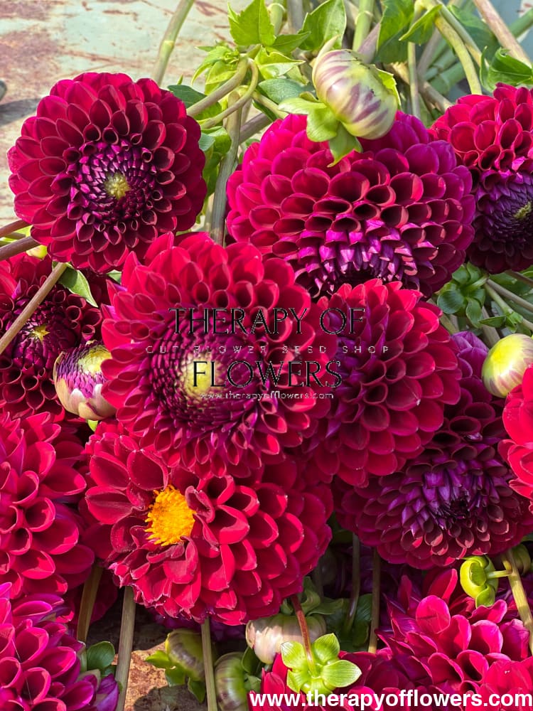 Dahlia Babette therapyofflowers.com