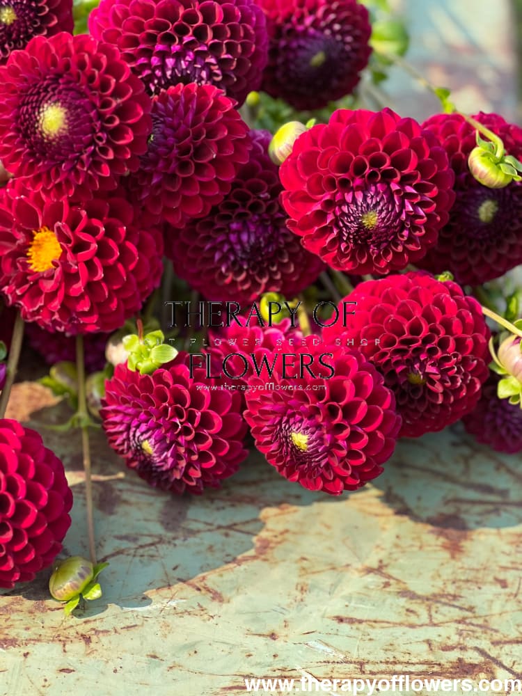 Dahlia Babette therapyofflowers.com