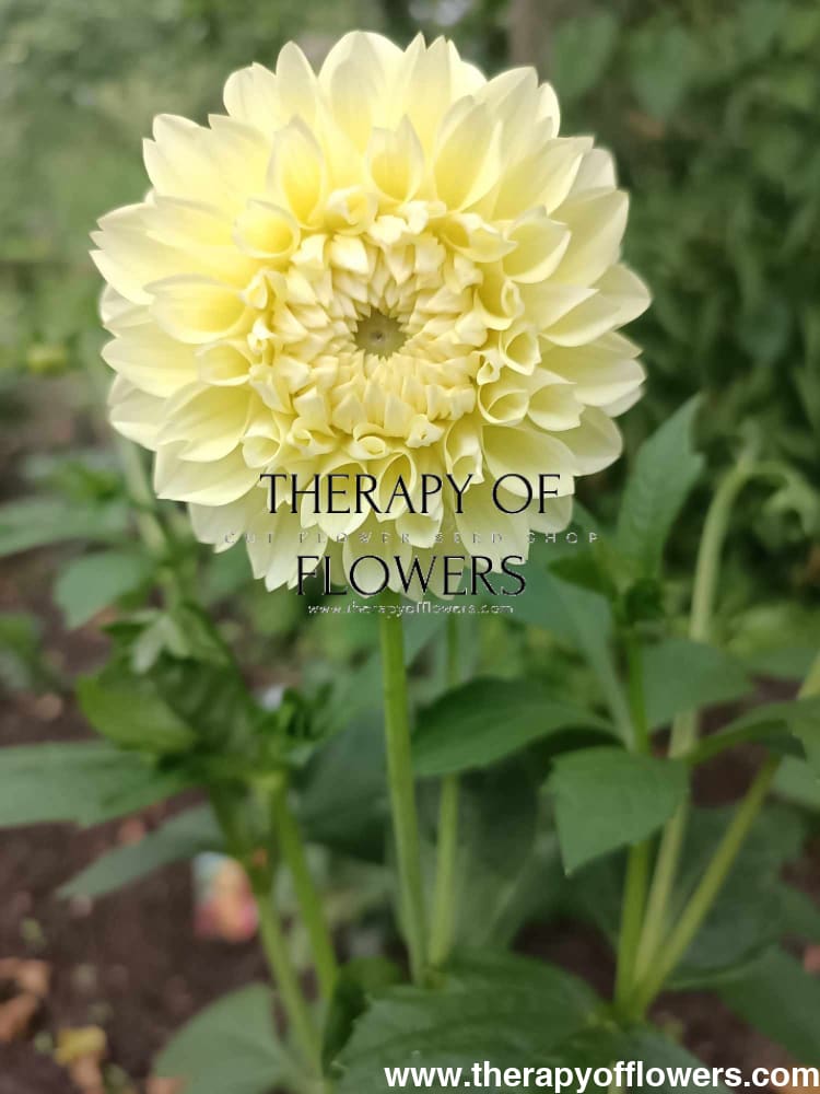 Dahlia Banana Baby | Border and Cut flower therapyofflowers.com