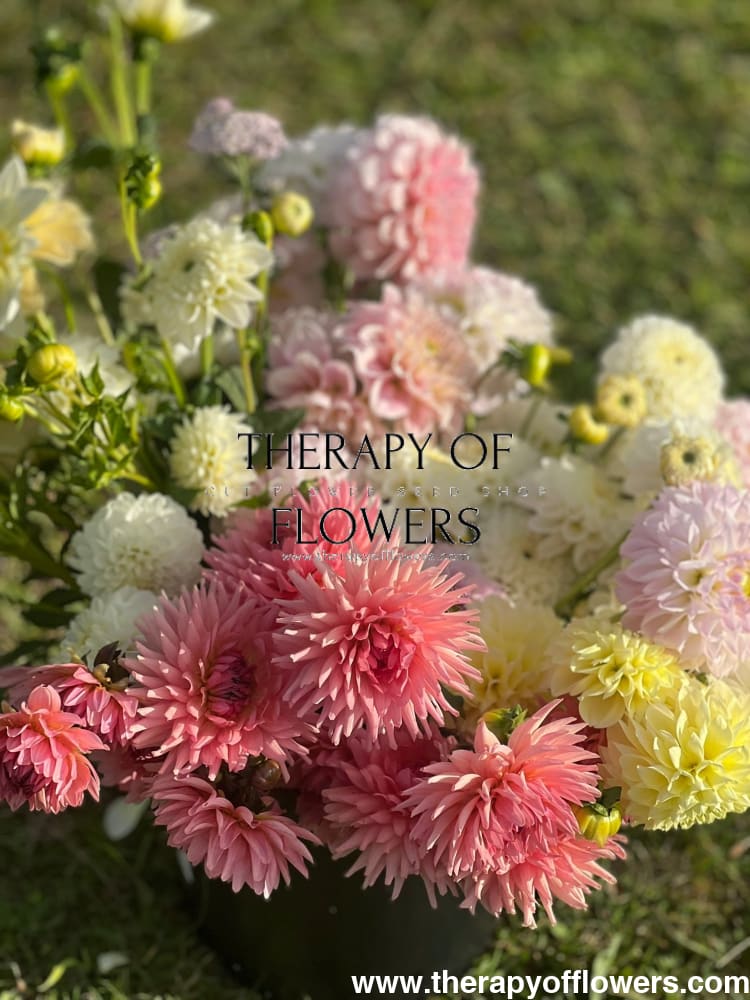 Dahlia Banana Baby | Border and Cut flower therapyofflowers.com